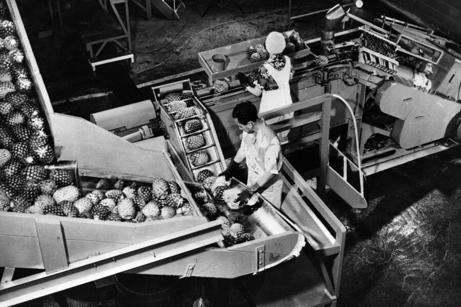 Workers operating machinery for processing pineapples. The machine removes the shell and core and cuts off the ends leaving the fruit in cylindrical form.